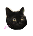 黒猫クロエだよ！（個別スタンプ：6）