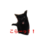黒猫クロエだよ！（個別スタンプ：7）