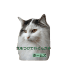Holmes Family（個別スタンプ：3）