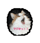 Holmes Family（個別スタンプ：14）