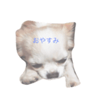 おマヌケりあんの日常（個別スタンプ：5）