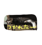 メロとアナン2（個別スタンプ：4）