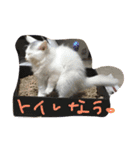 メロとアナン2（個別スタンプ：8）