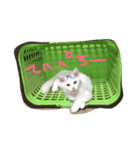 メロとアナン2（個別スタンプ：11）