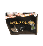 メロとアナン2（個別スタンプ：12）