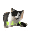 メロとアナン2（個別スタンプ：16）