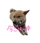 まいぺっと（個別スタンプ：3）