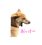 まいぺっと（個別スタンプ：5）