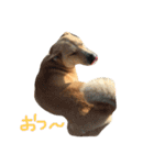 まいぺっと（個別スタンプ：24）