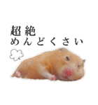 キンクマハムスターのうどんちゃん2（個別スタンプ：1）
