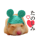 キンクマハムスターのうどんちゃん2（個別スタンプ：2）