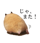 キンクマハムスターのうどんちゃん2（個別スタンプ：3）