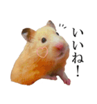 キンクマハムスターのうどんちゃん2（個別スタンプ：4）