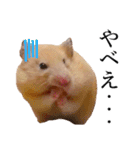 キンクマハムスターのうどんちゃん2（個別スタンプ：7）