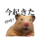 キンクマハムスターのうどんちゃん2（個別スタンプ：9）