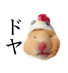 キンクマハムスターのうどんちゃん2（個別スタンプ：12）
