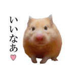 キンクマハムスターのうどんちゃん2（個別スタンプ：15）
