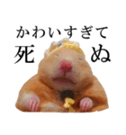 キンクマハムスターのうどんちゃん2（個別スタンプ：16）