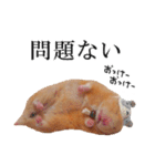 キンクマハムスターのうどんちゃん2（個別スタンプ：17）