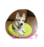 柴コギスタンプ（個別スタンプ：5）