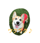 柴コギスタンプ（個別スタンプ：6）