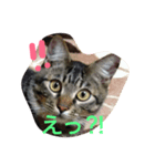 ノアの顔芸（個別スタンプ：5）