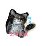 ノアの顔芸（個別スタンプ：7）