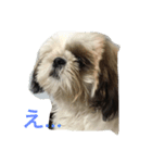 シーズー犬のちったんのスタンプ（個別スタンプ：1）