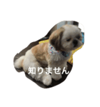シーズー犬のちったんのスタンプ（個別スタンプ：2）