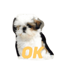 シーズー犬のちったんのスタンプ（個別スタンプ：3）
