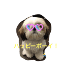 シーズー犬のちったんのスタンプ（個別スタンプ：4）