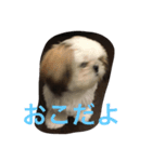 シーズー犬のちったんのスタンプ（個別スタンプ：5）