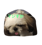 シーズー犬のちったんのスタンプ（個別スタンプ：6）