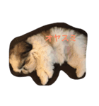 シーズー犬のちったんのスタンプ（個別スタンプ：7）