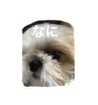 シーズー犬のちったんのスタンプ（個別スタンプ：8）