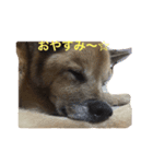 老犬ひなちゃん（個別スタンプ：8）