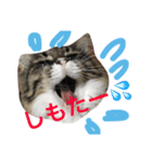 うちの猫ちゃん もな＆ひな（個別スタンプ：2）