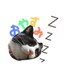 うちの猫ちゃん もな＆ひな（個別スタンプ：3）