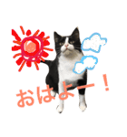 うちの猫ちゃん もな＆ひな（個別スタンプ：4）