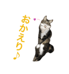 うちの猫ちゃん もな＆ひな（個別スタンプ：8）
