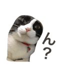 うちの猫ちゃん もな＆ひな（個別スタンプ：10）