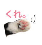 うちの猫ちゃん もな＆ひな（個別スタンプ：11）