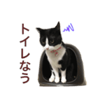 うちの猫ちゃん もな＆ひな（個別スタンプ：12）