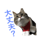 うちの猫ちゃん もな＆ひな（個別スタンプ：14）