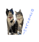 うちの猫ちゃん もな＆ひな（個別スタンプ：15）