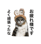 うちの猫ちゃん もな＆ひな（個別スタンプ：16）
