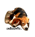 Superdog（個別スタンプ：6）
