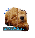 我が家のアイドルpet（個別スタンプ：1）