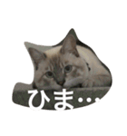 むううた（個別スタンプ：3）