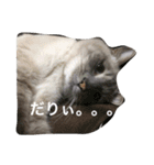 むううた（個別スタンプ：10）